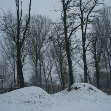 téli fák