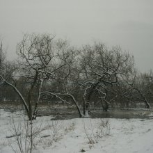 téli fák2