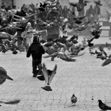 Krakow and the pigeons