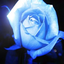 Kék rózsa (saját fotó+manipuláció)