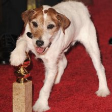 Cannes - A némafilmes kutyája nyerte a jubileumi kutyasztár-versenyt