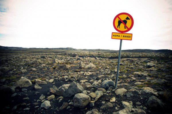 Egy kutyákat távoltartó tábla Izlandról (fotó: Nagy Márton)