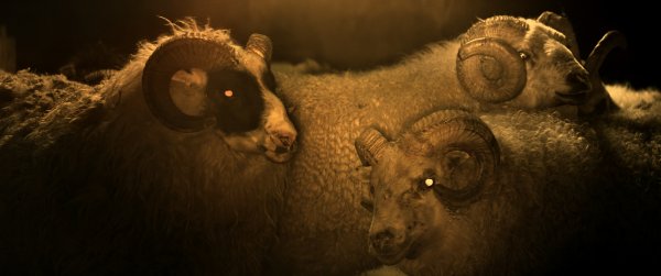 A Bárány című film egy képkockája. Forrás: Vertigo Média