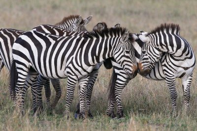 Állati szerelmek - zebrák, az tuti