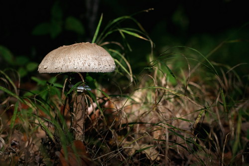 Mushroom in floodlight