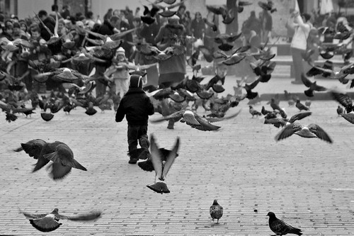 Krakow and the pigeons