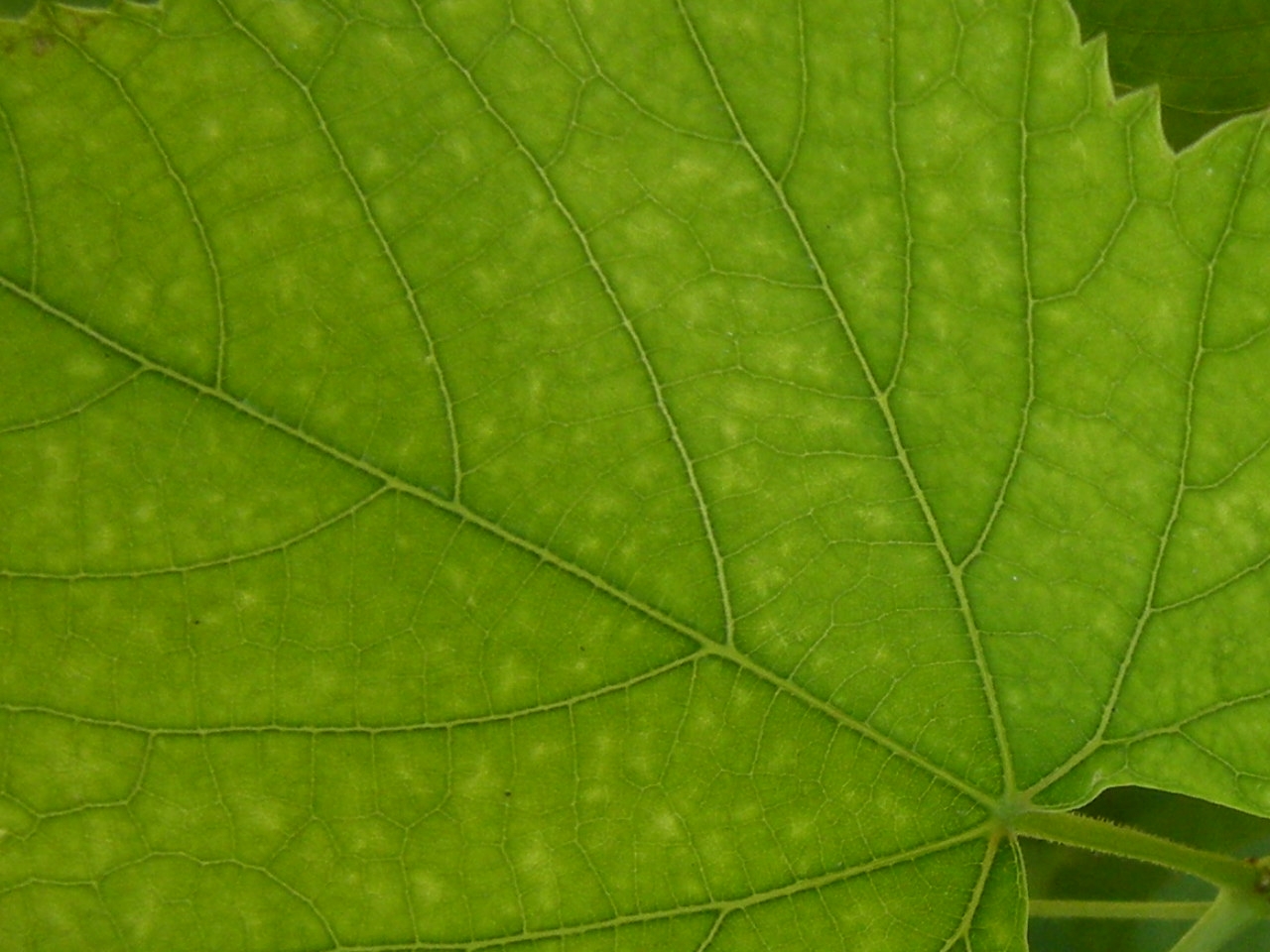 Agárdi zöld, 2009